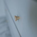 Knopp Rut - Obehandlad Ask 